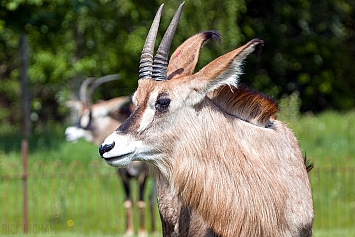 Roan Antelope