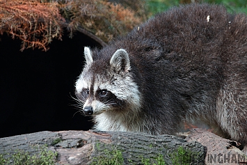 Raccoon