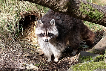 Raccoon