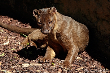 Fossa