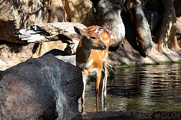 Sitatunga