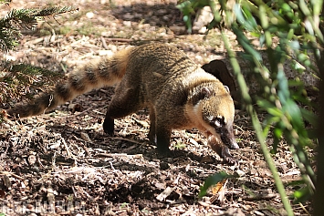 Coati