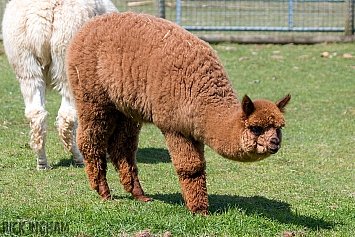 Alpaca