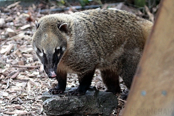 Coati