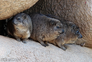 Rock Hyrax