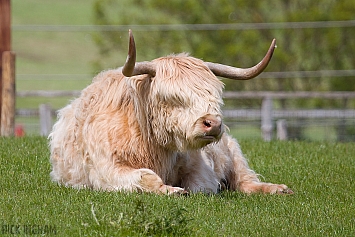 Highland Cow