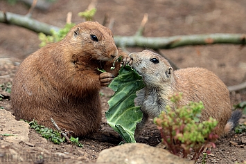 Prairie dogs