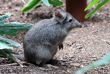 Long Nosed Potoroo