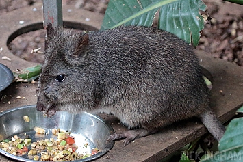 Long Nosed Potoroo