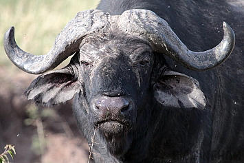 African Buffalo