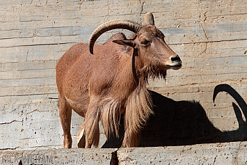 Barbary Sheep