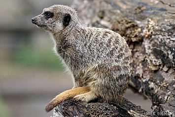 Meerkat