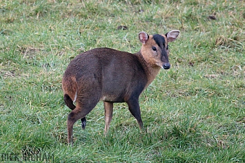 Muntjac Deer