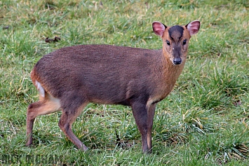 Muntjac Deer