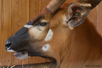 Eastern Bongo