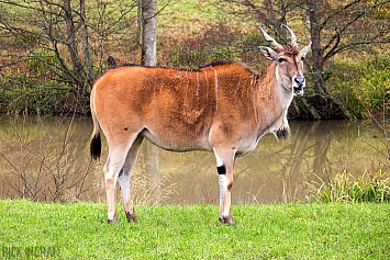 Common Eland Antelope