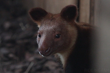 Goodfellows Tree Kangaroo