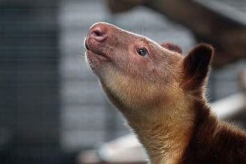 Goodfellows Tree Kangaroo