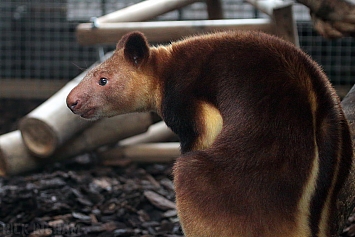 Goodfellows Tree Kangaroo