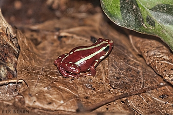 Poison Dart Frog