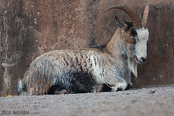 Barbary Sheep