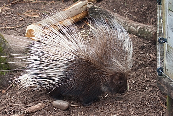 Crested Porcupine