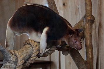 Goodfellows Tree Kangaroo