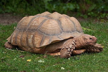 Aldabra Giant Tortoise