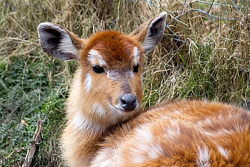 Sitatunga