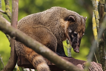 South American Coati