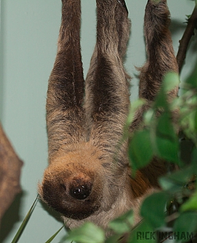 Two-Toed Sloth