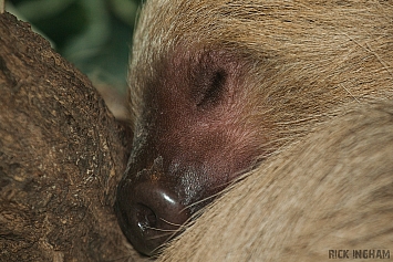 Two-Toed Sloth