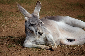 Red Kangaroo