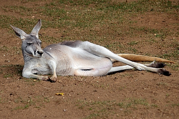 Red Kangaroo