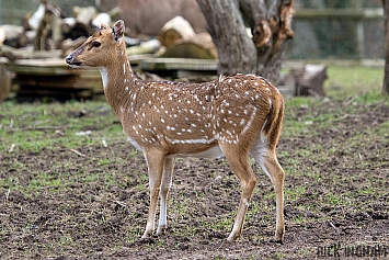 Axis Deer