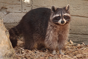 Raccoon