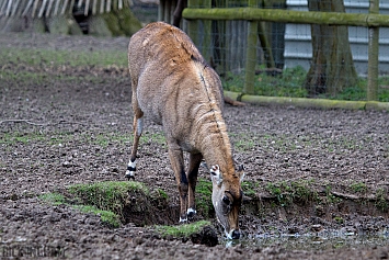 Greater Kudu