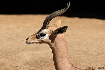 Antelope