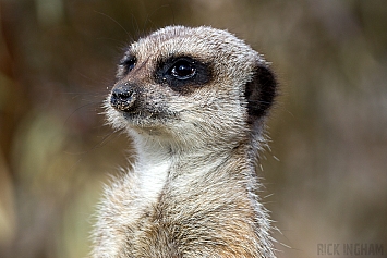 Meerkat