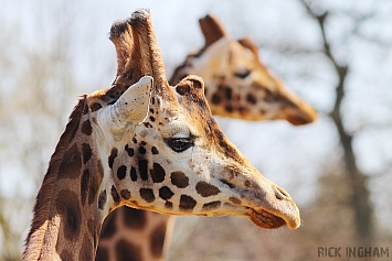 Rothschild's Giraffe