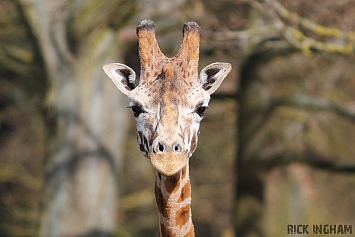 Rothschild's Giraffe