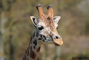 Rothschild's Giraffe