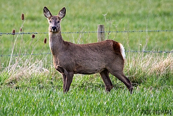 Roe Deer