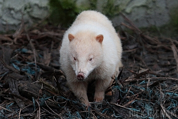 Albino Coati