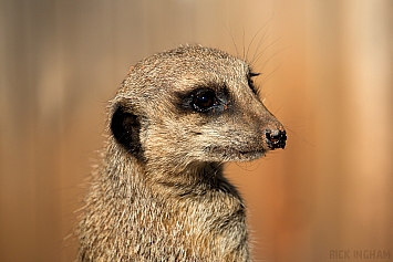 Meerkat