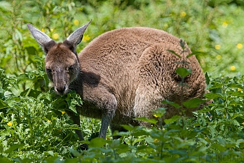 Western Grey Kangaroo