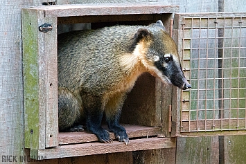 South American Coati