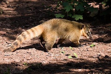 South American Coati