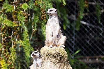 Meerkat