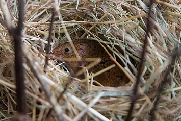 Harvest Mouse